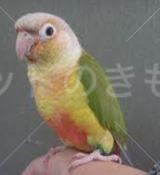 保護鳥の画像