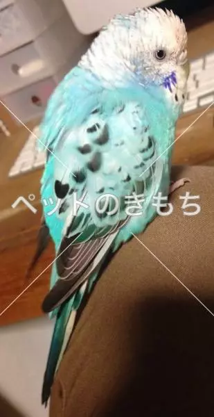 迷子鳥の画像