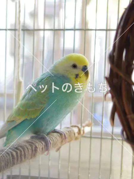 迷子鳥の画像