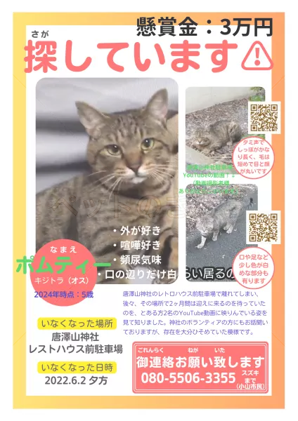 迷子猫の画像