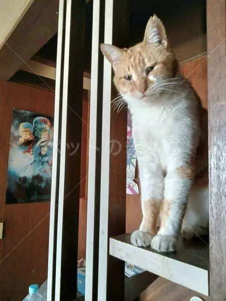 迷子猫の画像