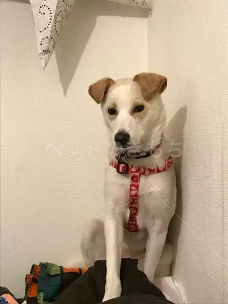 迷子犬の画像