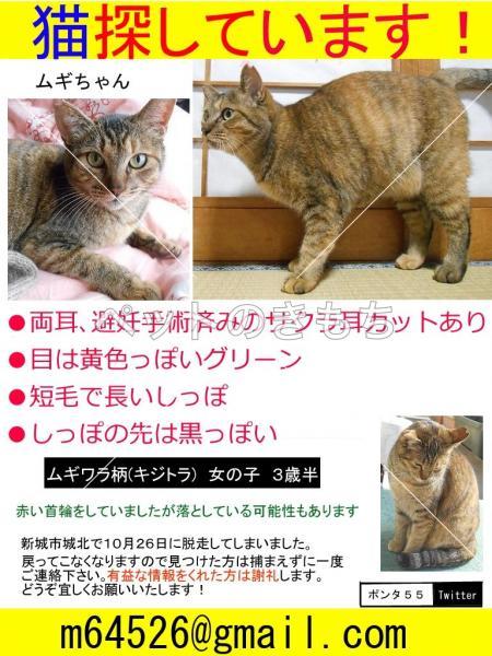 迷子猫の画像