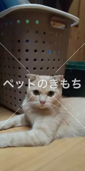 保護猫の画像