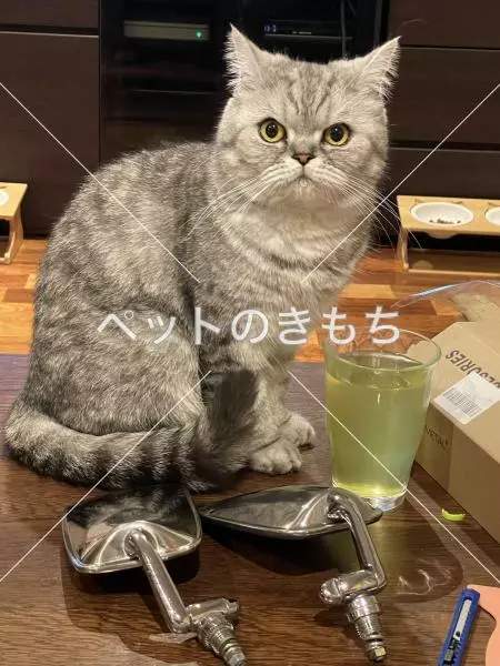 迷子猫の画像