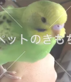迷子鳥の画像