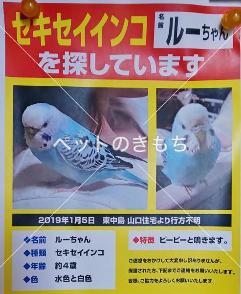 迷子鳥の画像