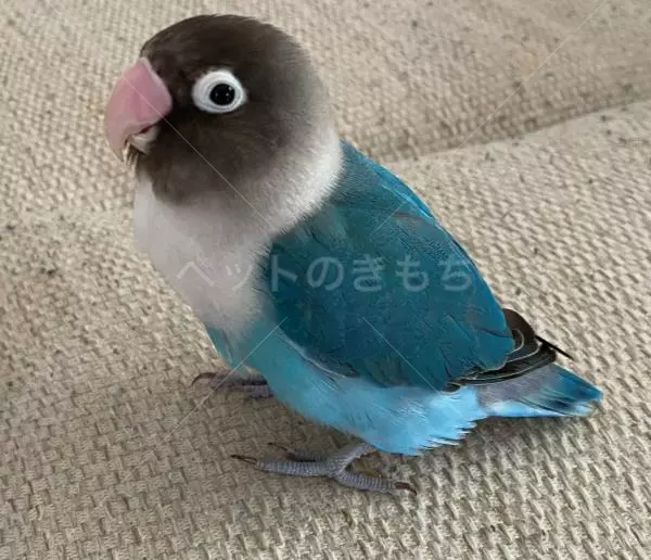 コメントの画像