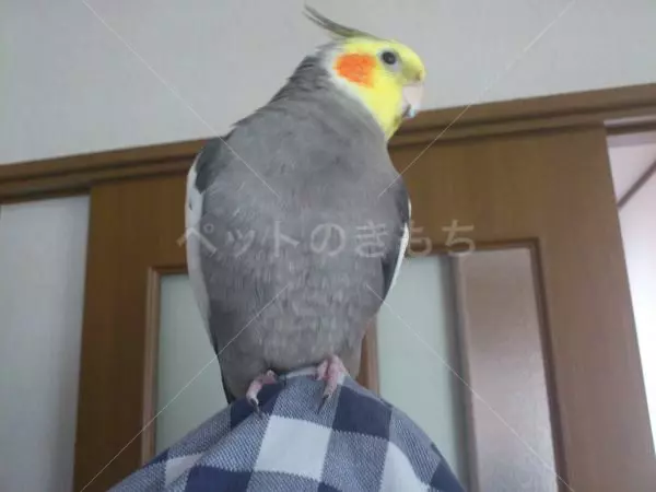 コメント投稿の画像