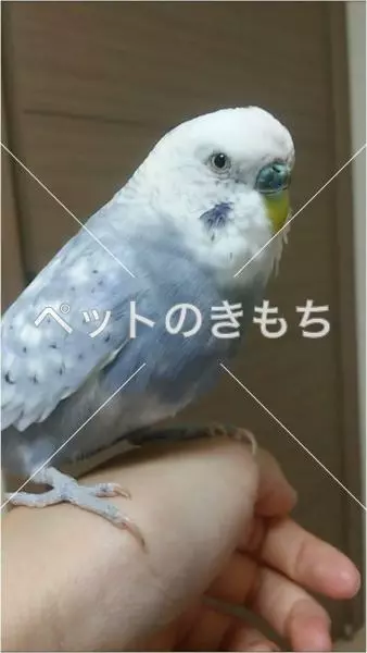 迷子鳥の画像