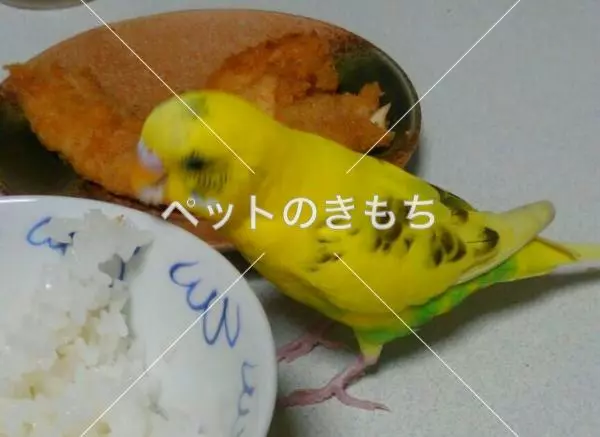 迷子鳥の画像