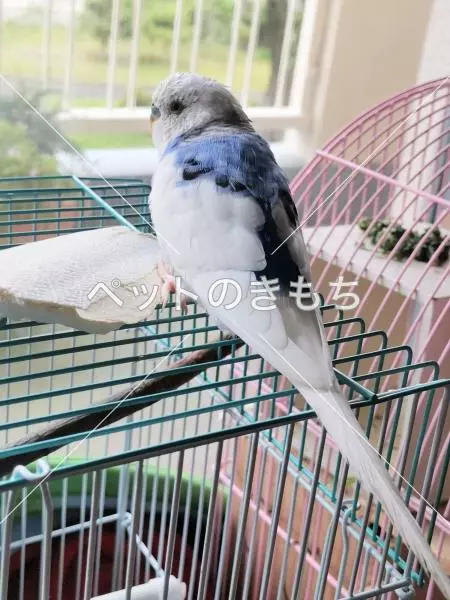 保護鳥の画像