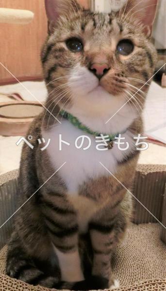 迷い猫の写真