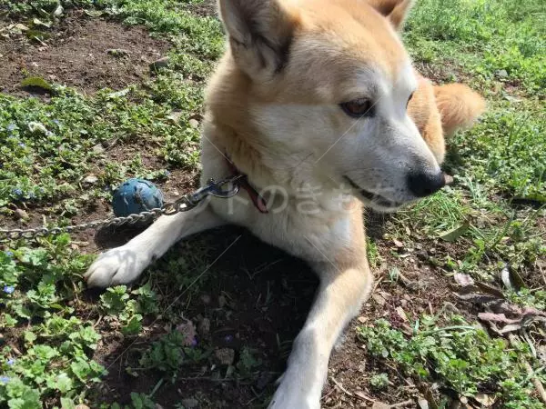 迷子犬の画像