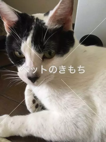 迷子猫の画像