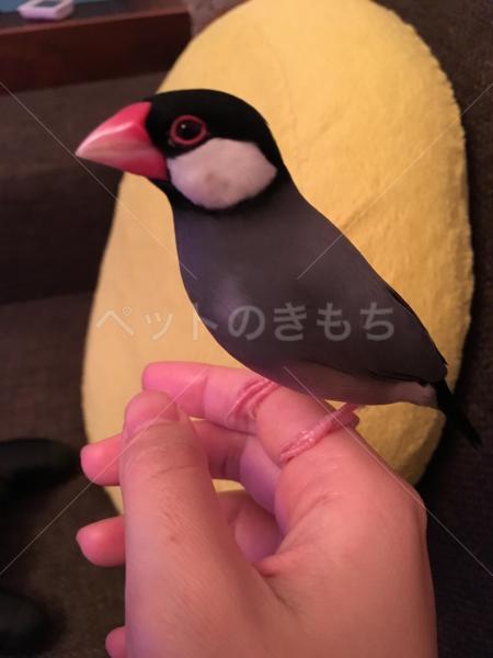 迷子鳥の画像