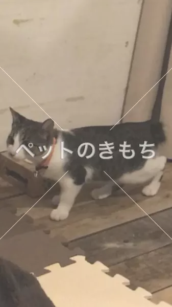 迷子猫の画像