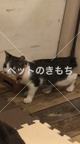 迷い猫の写真