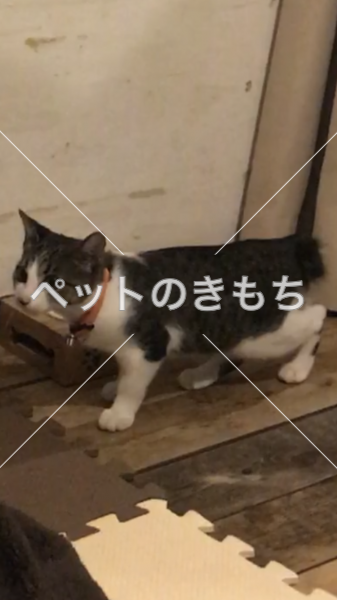 迷子猫の画像