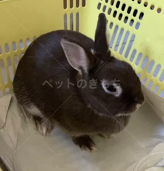 保護ペットの画像