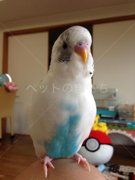 迷子鳥の画像