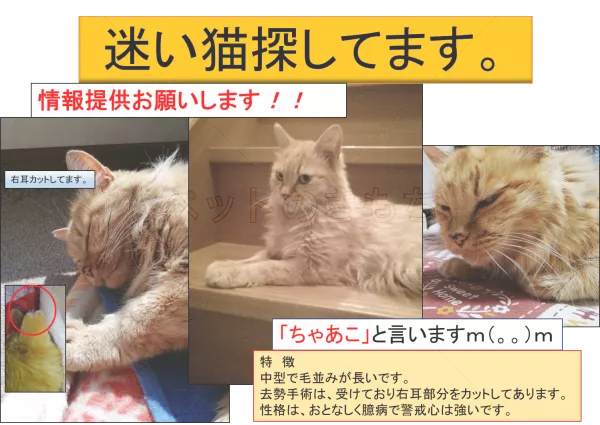 迷子猫の画像