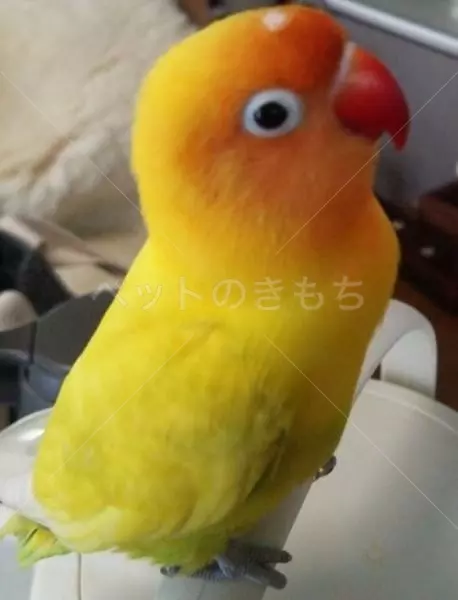 迷子鳥の画像