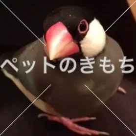 迷子鳥の画像