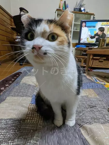 迷子猫の画像