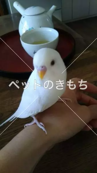 迷子鳥の画像