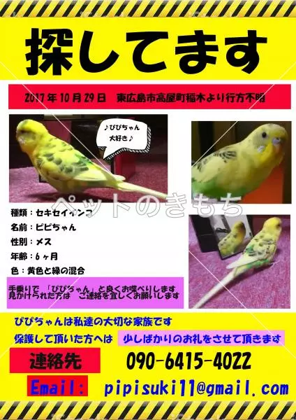 迷子鳥の画像