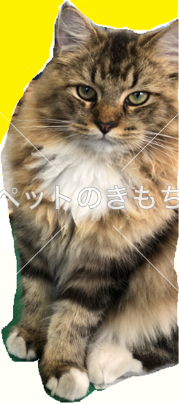 迷い猫の写真