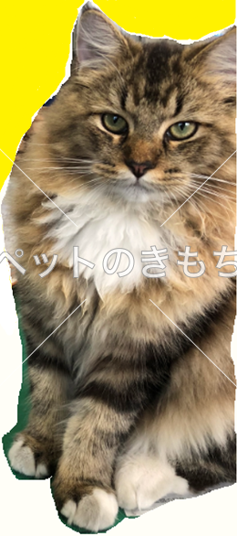 迷子猫の画像