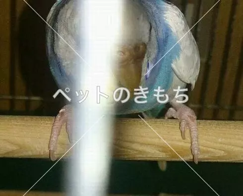 迷子鳥の画像