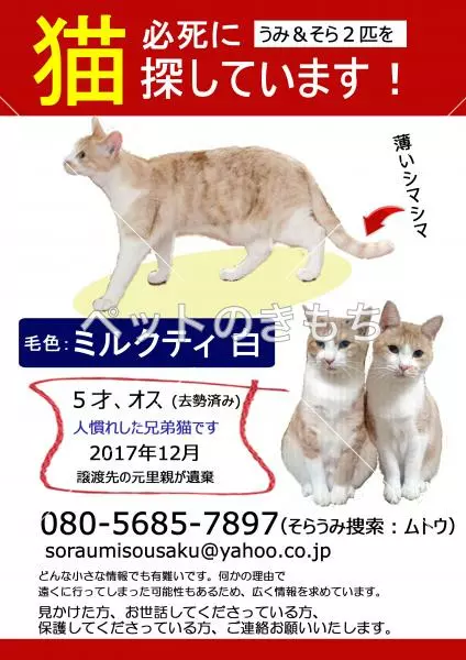 迷子猫の画像