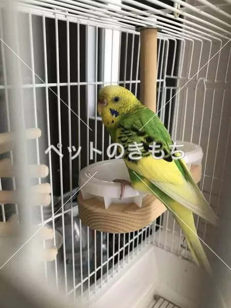 保護鳥の画像