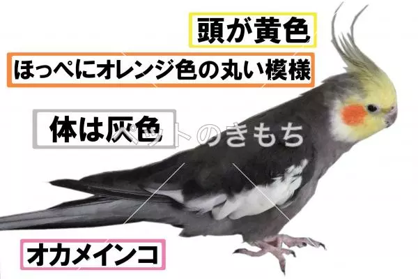 迷子鳥の画像