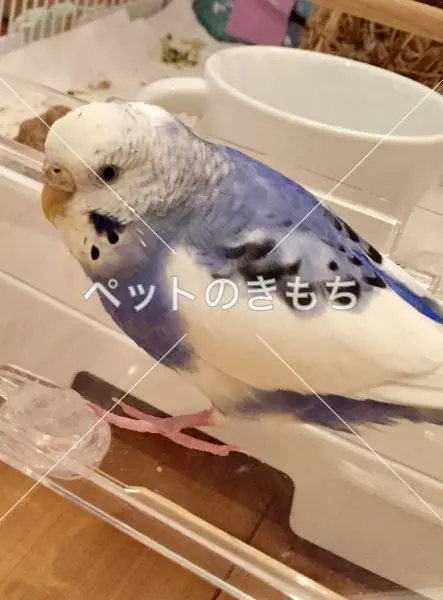 迷子鳥の画像