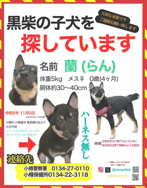 迷子犬の画像