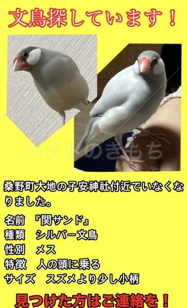 迷子鳥の画像