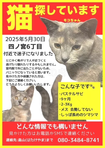 迷子猫の画像