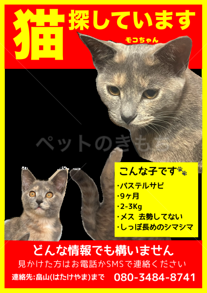 迷子猫の画像