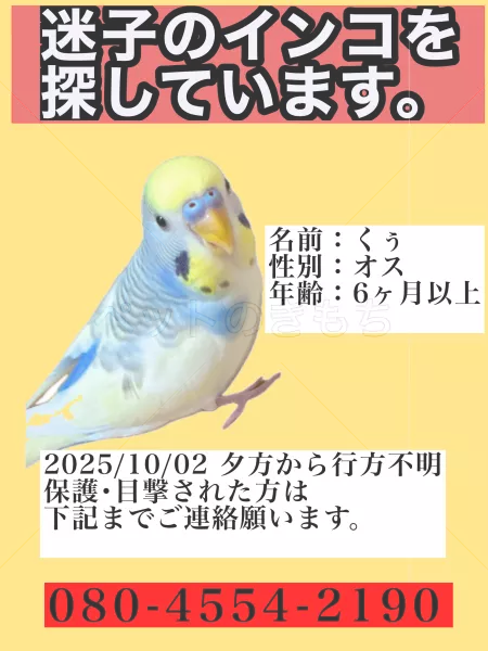 迷子鳥の画像