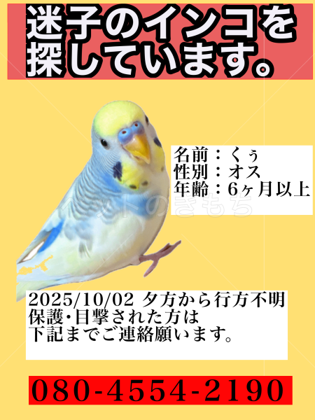 迷子鳥の画像