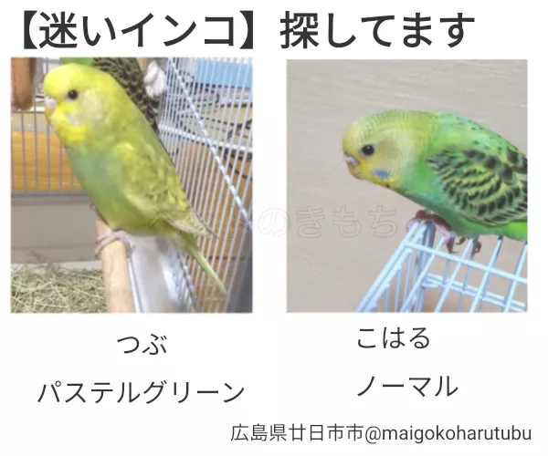 迷子鳥の画像