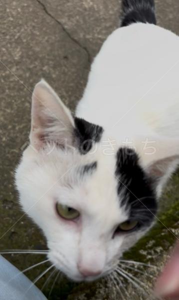 保護猫の画像