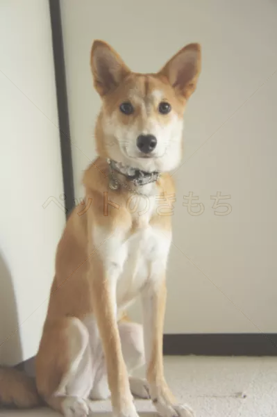 迷子犬の画像
