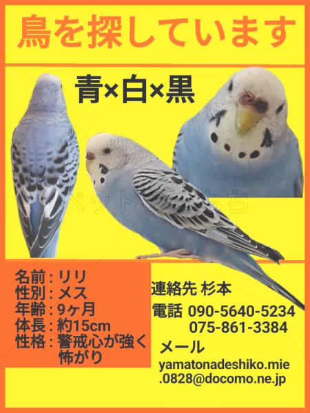 迷子鳥の画像