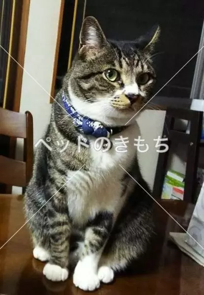 迷子猫の画像
