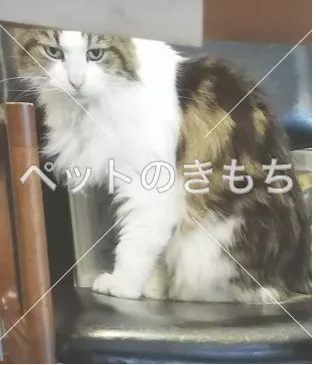 迷子猫の画像